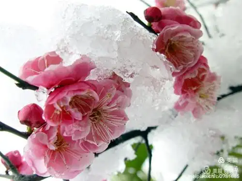 梅花傲雪报春来