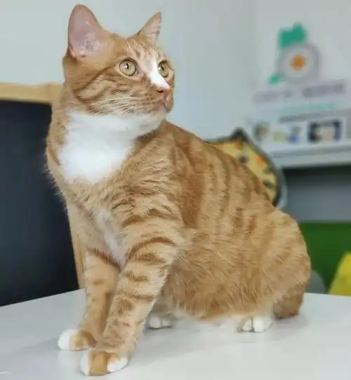 也叫海明威猫,因美国小说家欧内斯特·海明威的猫咪雪球,一只六趾的