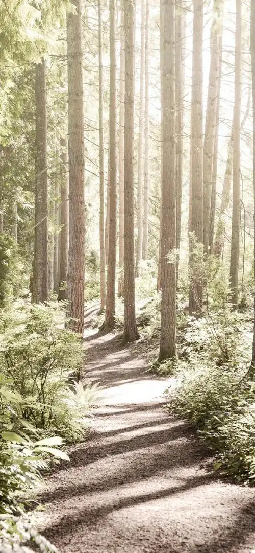 高清壁纸无水印 自然森林风景摄影壁纸