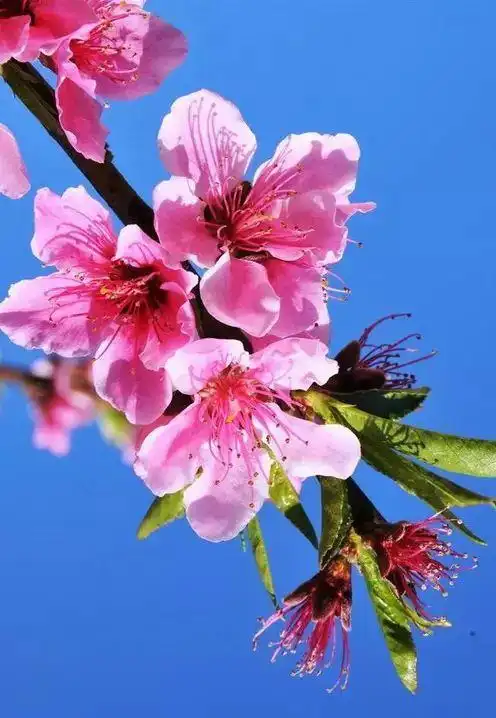 三月桃花句子三月桃花图片大全真是太美了2