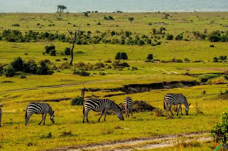 东非马赛马拉大草原野生动物风光25