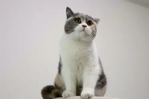 沐米宠物 英国短毛猫|英短三花色