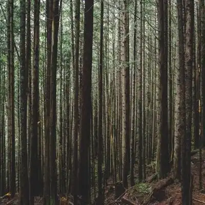 森系风景头像幽静唯美树林高清图片