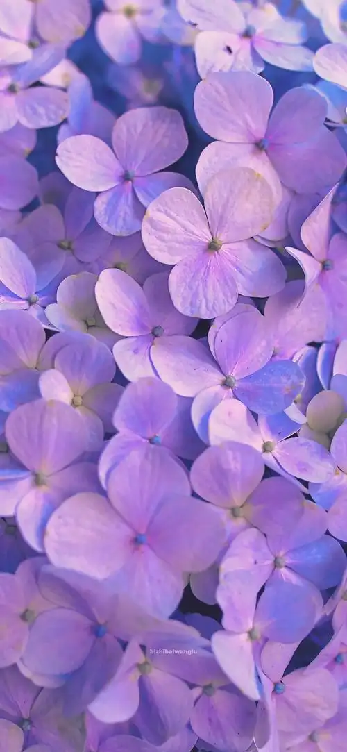 手机壁纸有没有这种紫色好看壁纸呢