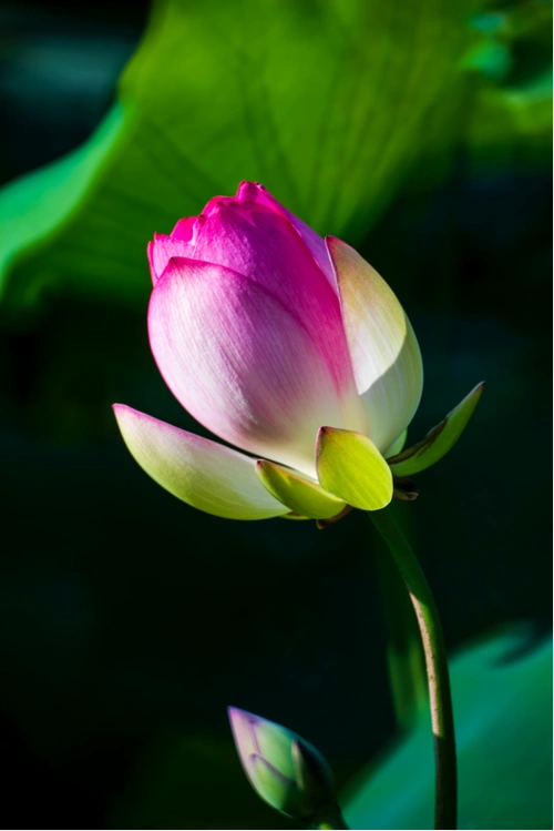 荷花,是夏日里最为美丽的风景.披着盛夏的露珠,阵阵清香扑面而来.