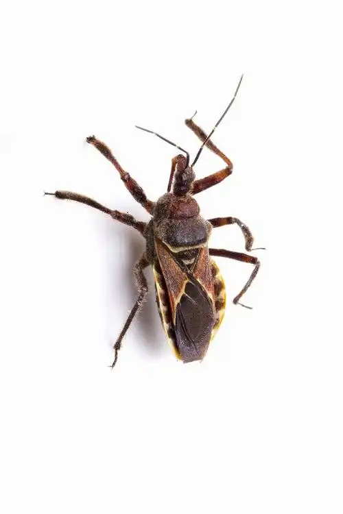 半翅目显角亚目猎蝽科猎蝽