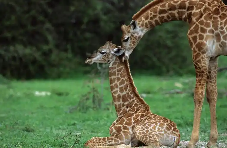 站,坐,横图,室外,白天,侧面,草地,草坪,美景,植物,哺乳动物,长颈鹿