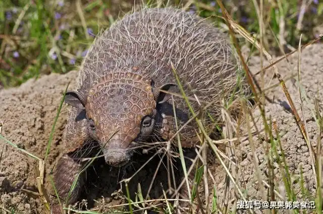 穿山甲2013年非典的罪魁祸首,其实不能全怪果子狸,真正的病毒来源于