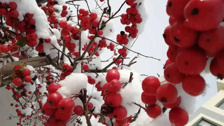 长寿果海棠——冬日里的红红火火!