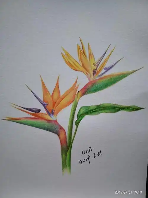 零基础学画画彩铅天堂鸟手绘过程分享