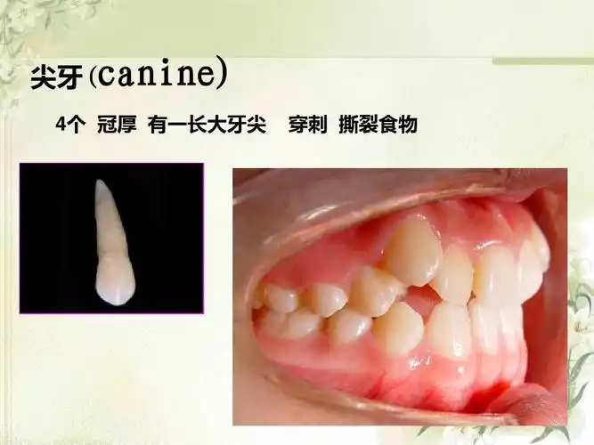 2012级第4次课口腔解剖生理学 (切牙,尖牙)ppt
