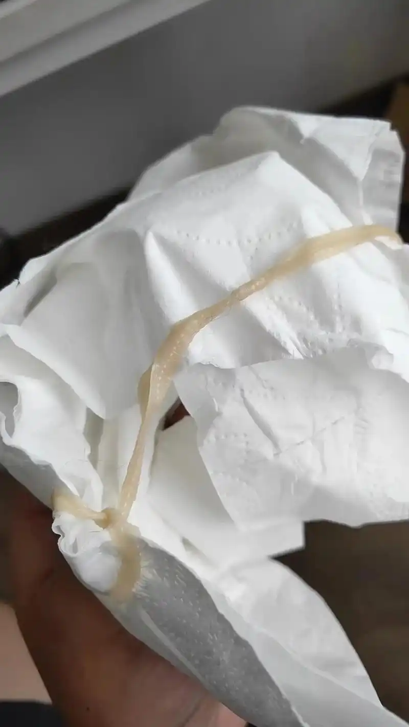 图片是一只5斤重的猫猫吐出来的虫→绦虫 看起来就像一根鞋带, - 抖音