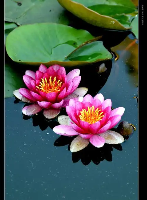 盛开的七彩荷花