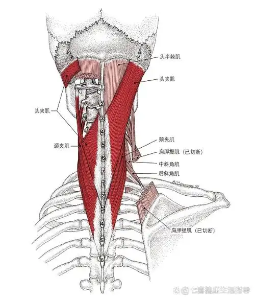 肌筋膜疼痛及功能障碍(头夹肌和颈夹肌)