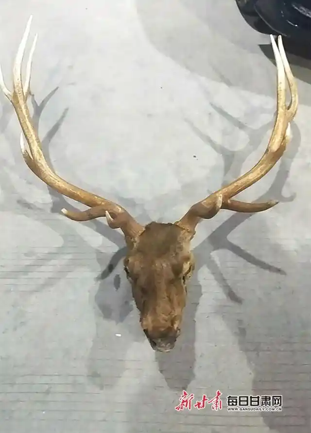 兰州城关公安分局东岗派出所查获国家二级保护动物马鹿头角一个