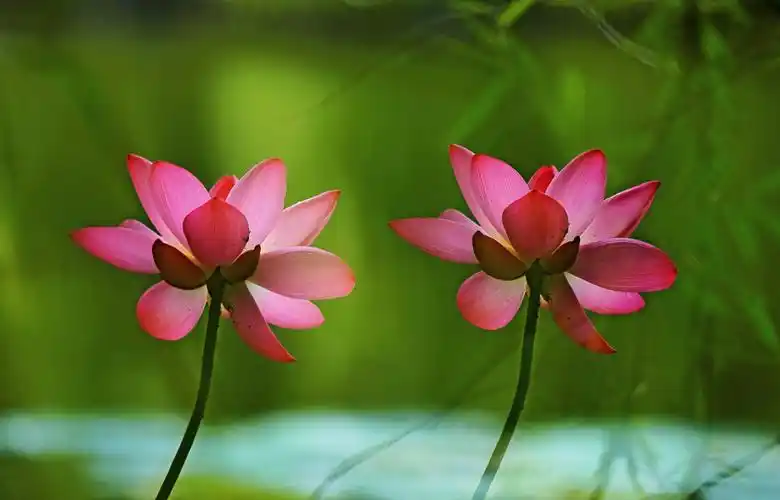 荷韵;流水莲花颂.庆建国71周年!摄于:沈阳长白岛森林公园.