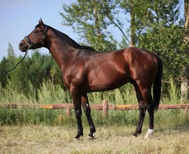 中国马主联盟专栏丨32匹认证种公马之"庞力车"