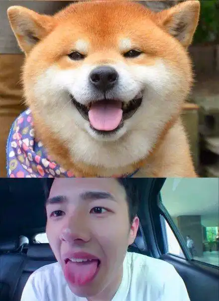 刘昊然与狗宝宝撞脸还放话求粉丝斗图这还真是地主家的傻儿子