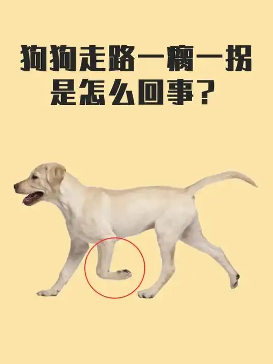 狗狗走路一瘸一拐是怎么回事?