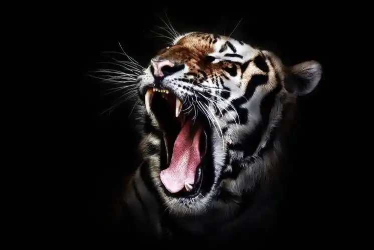 3只虎王之王,第1个猎杀棕熊和玩一样,最后一个竟吃了500多人!_老虎