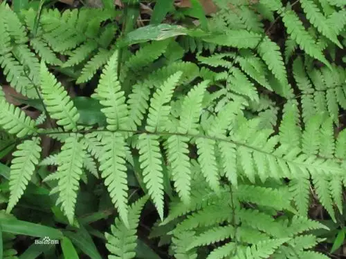 展开全部 我觉得是"白毛蛇",也叫阴石蕨.