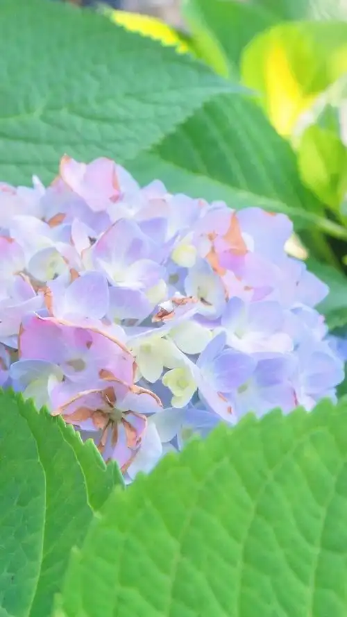 壁纸分享,我最喜欢的绣球花