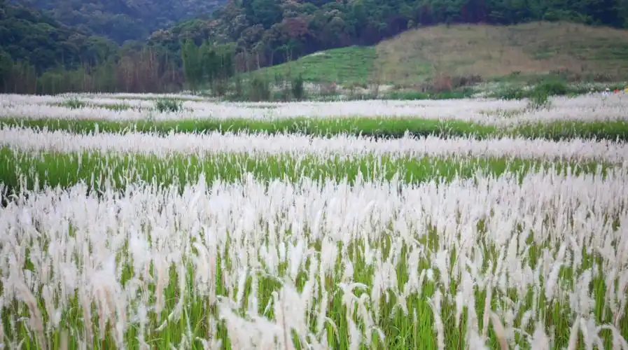 惊艳的遇见——丝茅花