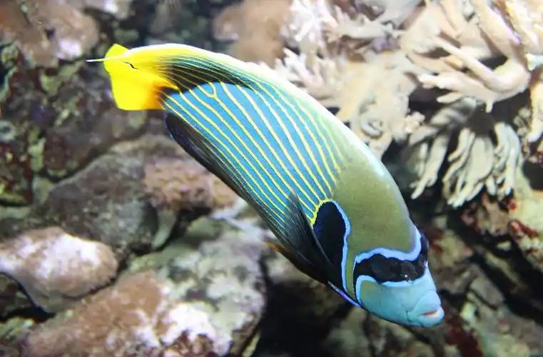 各种海水观赏鱼种类图片高清大图欣赏