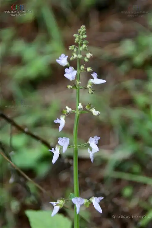 p>腺花香茶菜,中药名.