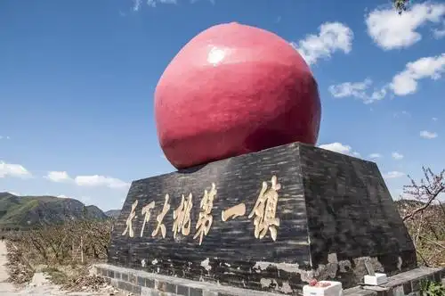 自家种植平谷蟠桃手机15810729169微信同步