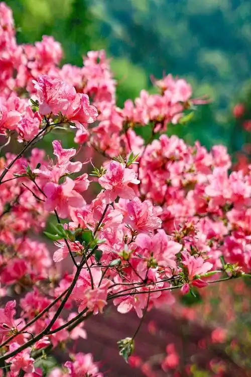 春游江淮请您来##安庆##逛公园打卡