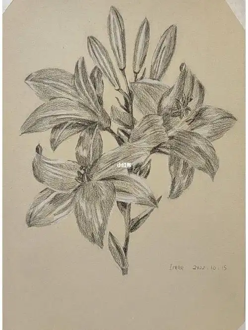 炭笔素描百合花素描临摹第十副