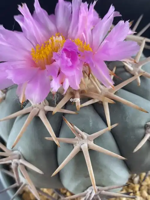 白刺翠平丸仙人球