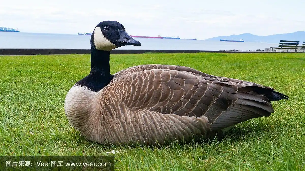 加拿大温哥华英英湾公园的鸭子