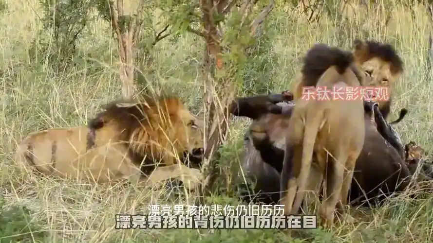 坏男孩联盟末期三头雄狮的状态