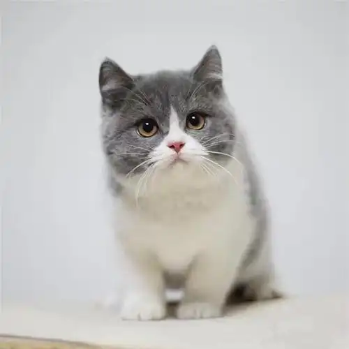 纯种英国短毛猫蓝白蓝猫幼宠物猫咪