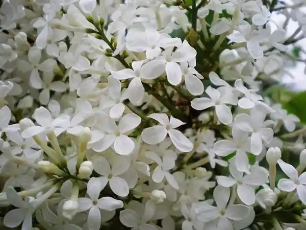 丁香花的花期是什么时候