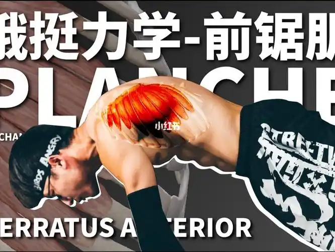 俄挺俄挺不稳定的真正原因前锯肌