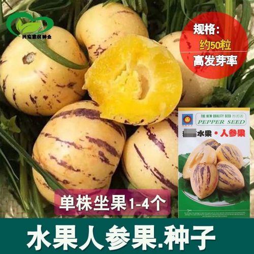 人参果种子室内阳台盆栽圆果黄肉人生果种籽春秋四季种稀有水果孑