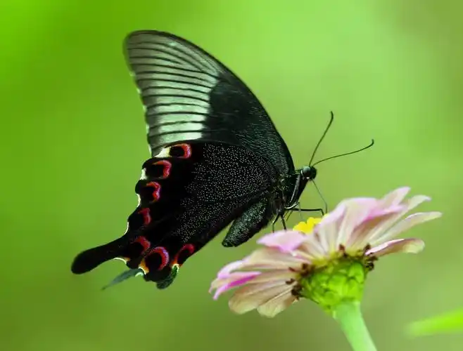 四川唐家河保护区蓝凤蝶