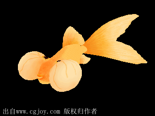 游动的金鱼