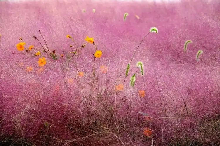 超梦幻"浪漫粉",引爆你的少女心,快来浦东滨江打卡吧