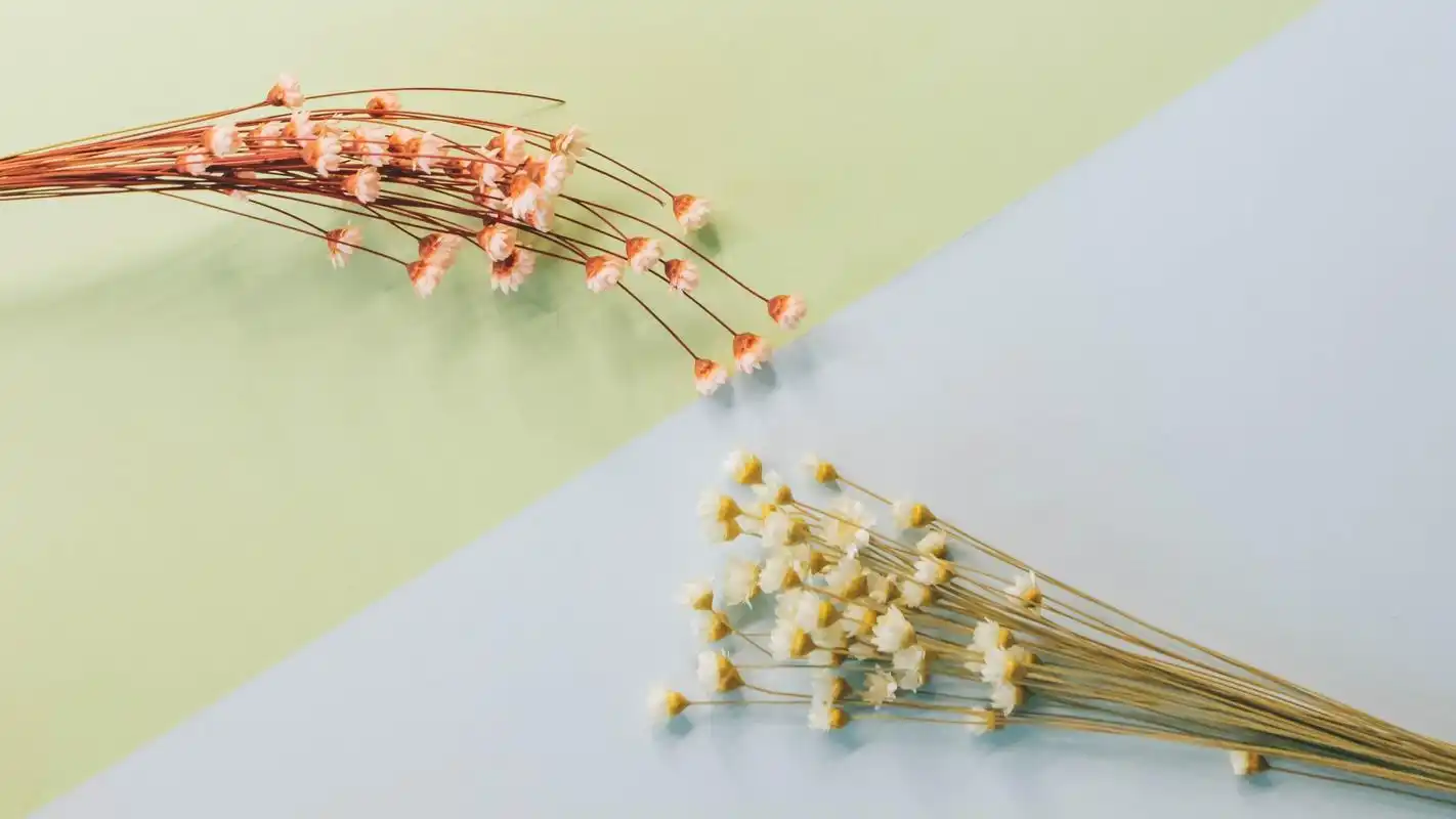 温馨的干花背景创意设计桌面壁纸高清大图预览1920x1080_设计创意下载