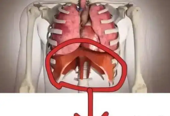 如何正确理解歌唱中的高位置深支点