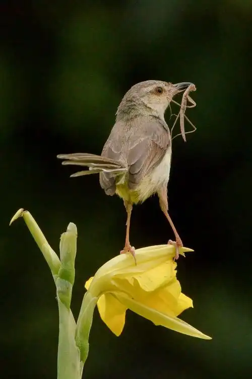 小鸟鹪莺查看大图曝光:1/4000 sec光圈:f8快门:1/3999 seciso:2500
