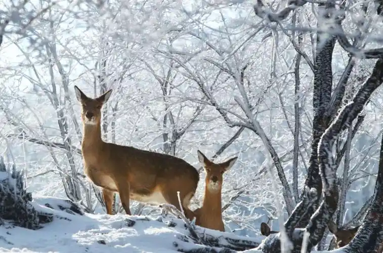 长白山雪景寒林图