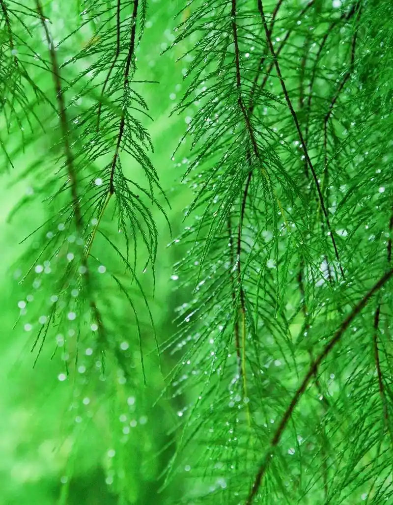 " 雨后清新绿,养眼又治愈 . "   心有阳光,不仅温暖自己,也照亮别人.