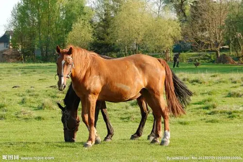 马和牧场图片