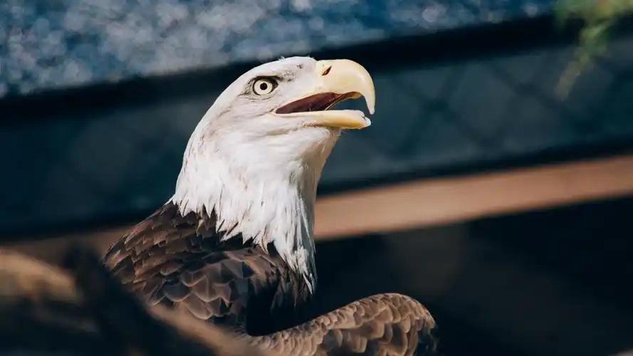 动物与鸟 老鹰 秃鹰,头,喙 壁纸 秃鹰,头,喙 桌布 - 1920x1080 全高清