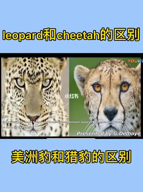 leopard还是cheetah傻傻分不清
